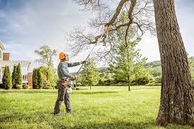 Best Fruit Tree Pruning  in Centerville, CA