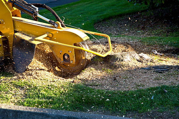 Artificial Turf Installation in Centerville, CA