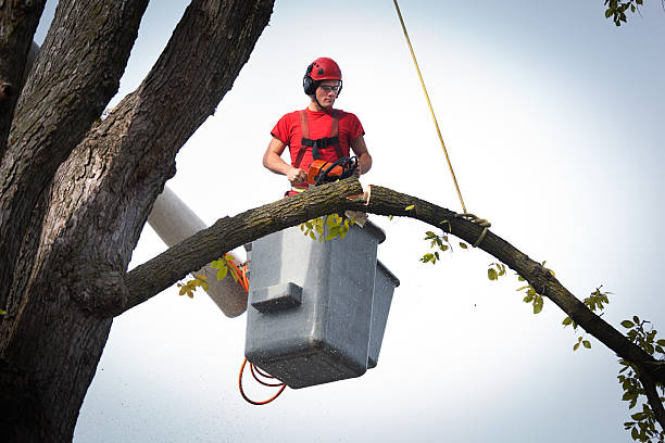 Best Tree Preservation Services  in Centerville, CA